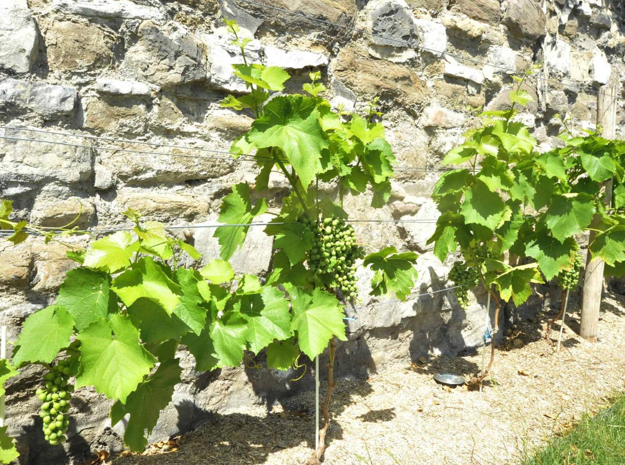 Bonjour Pierreuse Maison d'hôtes *